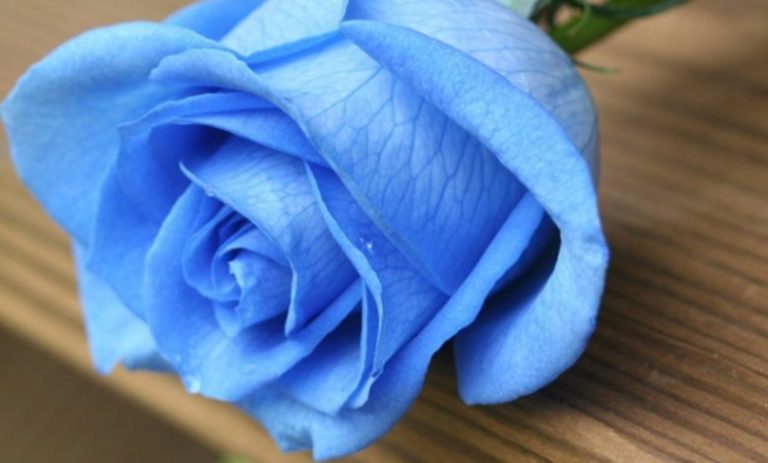 روانشناسی رنگ آبی و تاثیرات این رنگ